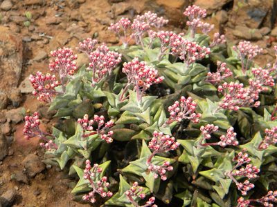 Crassula deltoidea, photographed by Tim Kirsten