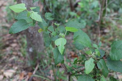 Mallotus discolor, photographed by Greg Tasney