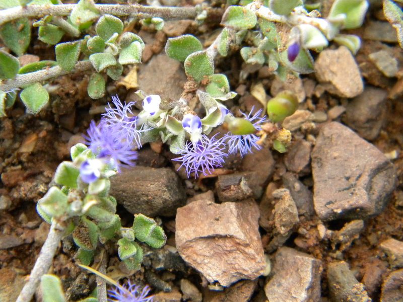Polygala asbestina, photographed by Tim Kirsten