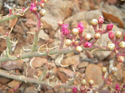 Mesembryanthemum junceum, photographed by Tim Kirsten