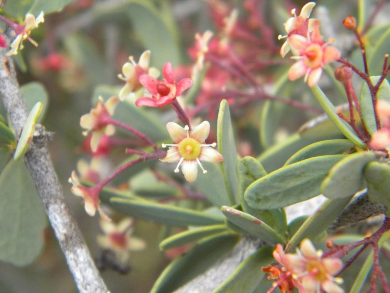 Gymnosporia integrifolia, photographed by Tim Kirsten