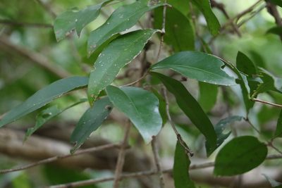 Loeseneriella barbata, photographed by Greg Tasney