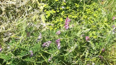 Vicia benghalensis, photographed by Dagmar Gleiss