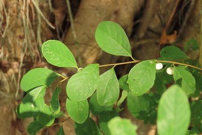 Flueggea virosa, photographed by chiuluan