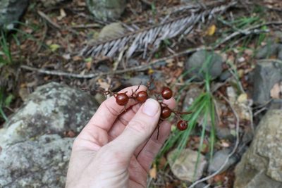 Rhodosphaera rhodanthema, photographed by Greg Tasney