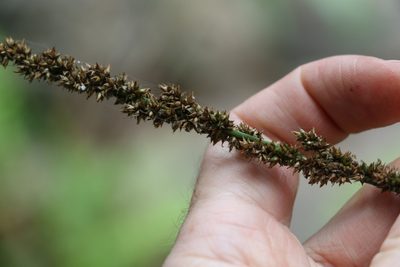 Carex appressa, photographed by Greg Tasney