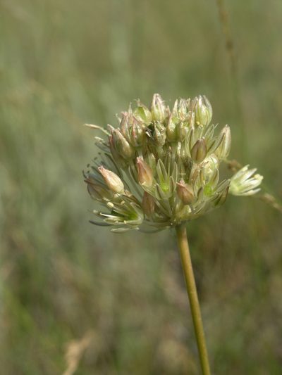 Allium delicatulum, photographed by Oleg Kosterin