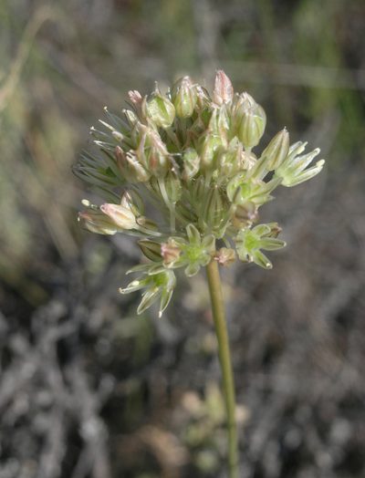 Allium delicatulum, photographed by Oleg Kosterin