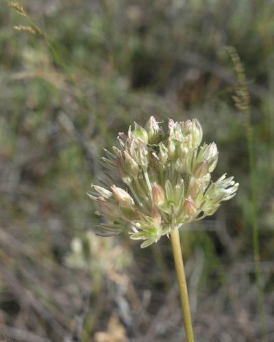 Allium delicatulum, photographed by Oleg Kosterin