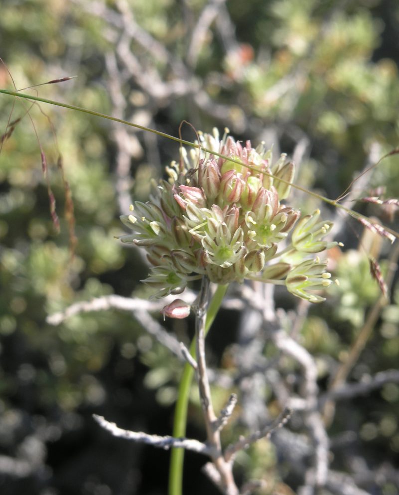 Allium delicatulum, photographed by Oleg Kosterin