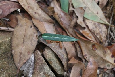 Parsonsia lanceolata, photographed by Greg Tasney