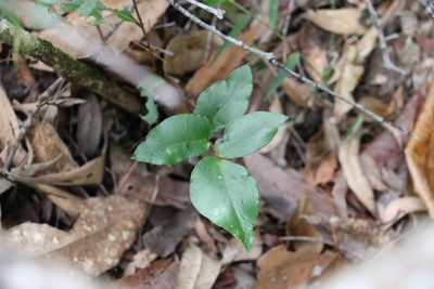 Pellaea paradoxa, photographed by Greg Tasney