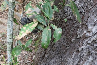 Notelaea longifolia, photographed by Greg Tasney