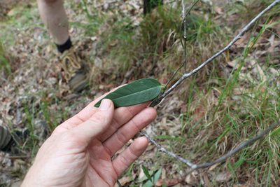 Parsonsia lanceolata, photographed by Greg Tasney