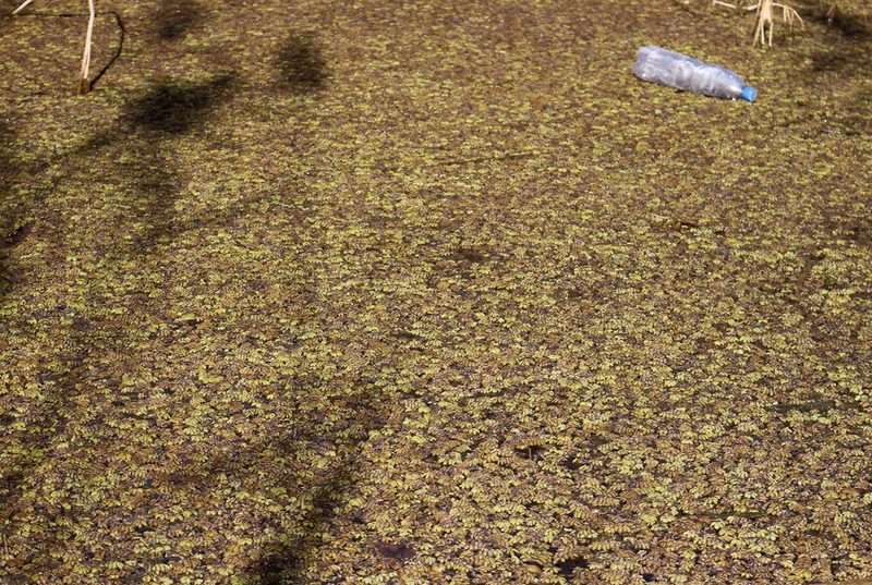 Salvinia natans, photographed by Юрий Данилевский (Yuriy Danilevsky)