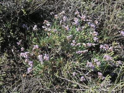 Limonium suffruticosum, photographed by Oleg Kosterin
