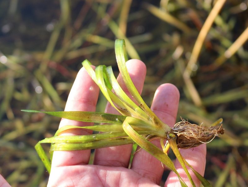 Vallisneria spiralis, photographed by Юрий Данилевский (Yuriy Danilevsky)