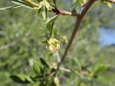 Diospyros lycioides, photographed by Mahomed Desai