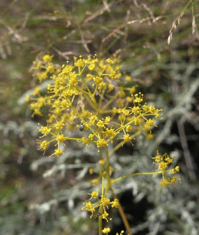 Ferula caspica, photographed by Oleg Kosterin