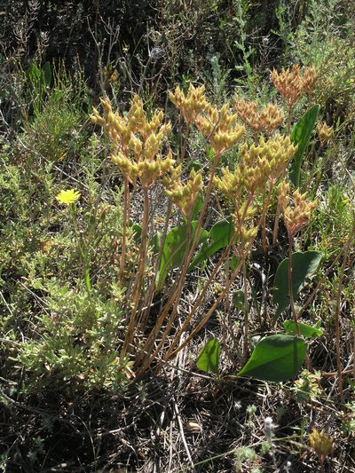 Pseudosedum lievenii, photographed by Oleg Kosterin