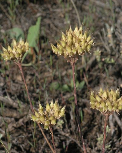 Pseudosedum lievenii, photographed by Oleg Kosterin