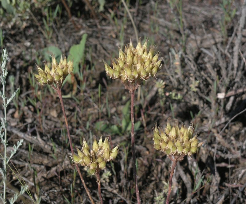 Pseudosedum lievenii, photographed by Oleg Kosterin