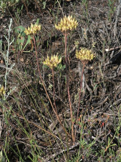 Pseudosedum lievenii, photographed by Oleg Kosterin