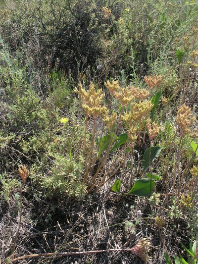 Pseudosedum lievenii, photographed by Oleg Kosterin