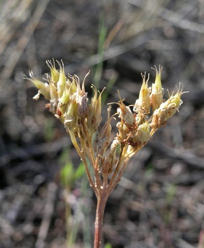 Pseudosedum lievenii, photographed by Oleg Kosterin