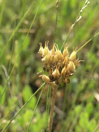Pseudosedum lievenii, photographed by Oleg Kosterin