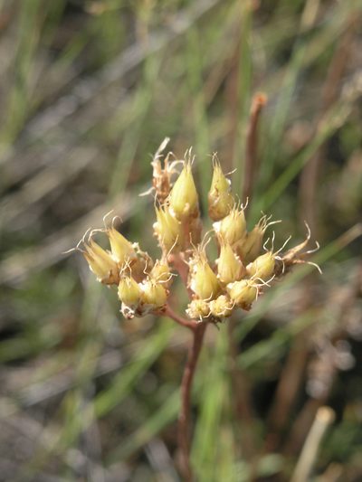 Pseudosedum lievenii, photographed by Oleg Kosterin