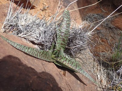 Ledebouria apertiflora, photographed by Mahomed Desai