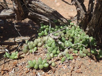Senecio radicans, photographed by Mahomed Desai
