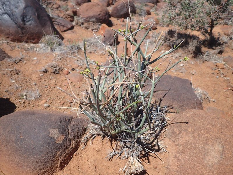 Euphorbia racemosa, photographed by Mahomed Desai