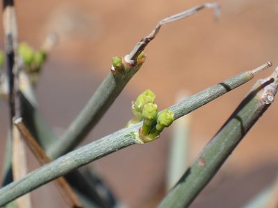 Euphorbia racemosa, photographed by Mahomed Desai