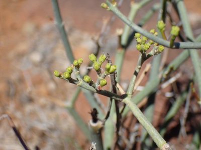 Euphorbia racemosa, photographed by Mahomed Desai