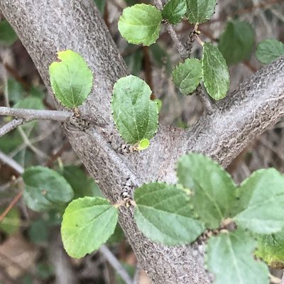 Ceanothus tomentosus, photographed by Marc Whitaker