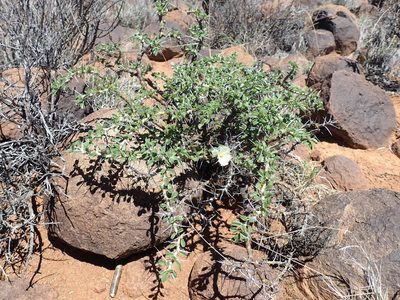 Sarcocaulon camdeboense, photographed by Mahomed Desai