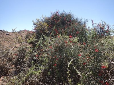 Cadaba aphylla, photographed by Mahomed Desai
