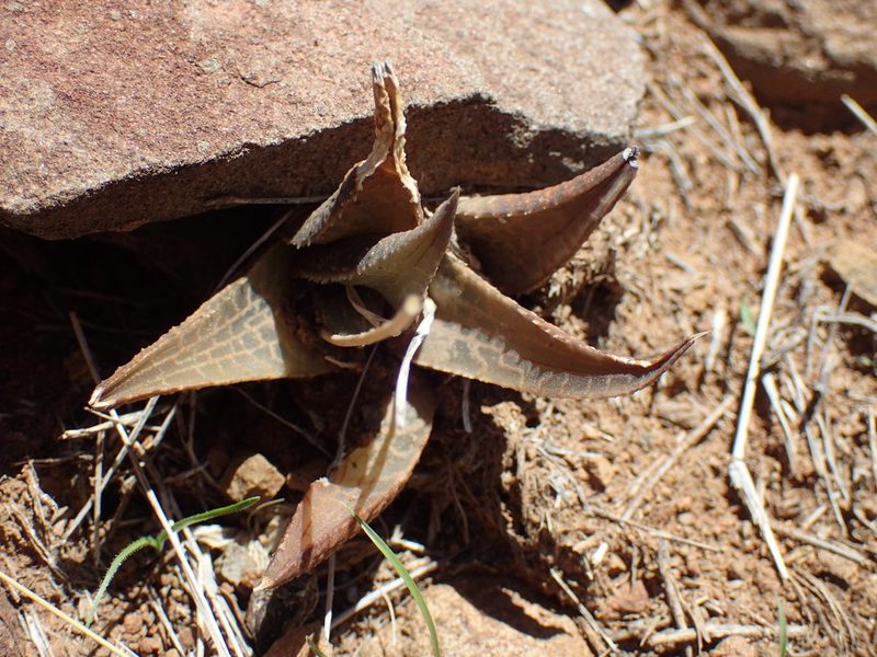 Haworthiopsis tessellata, photographed by Mahomed Desai