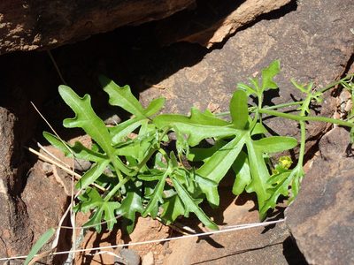 Kedrostis nana, photographed by Mahomed Desai