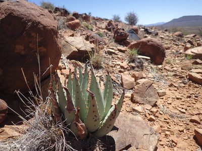Aloe claviflora, photographed by Mahomed Desai