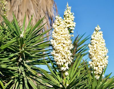 Yucca capensis, photographed by Bill Levine