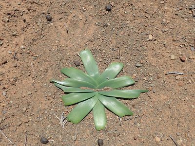 Ammocharis coranica, photographed by Mahomed Desai