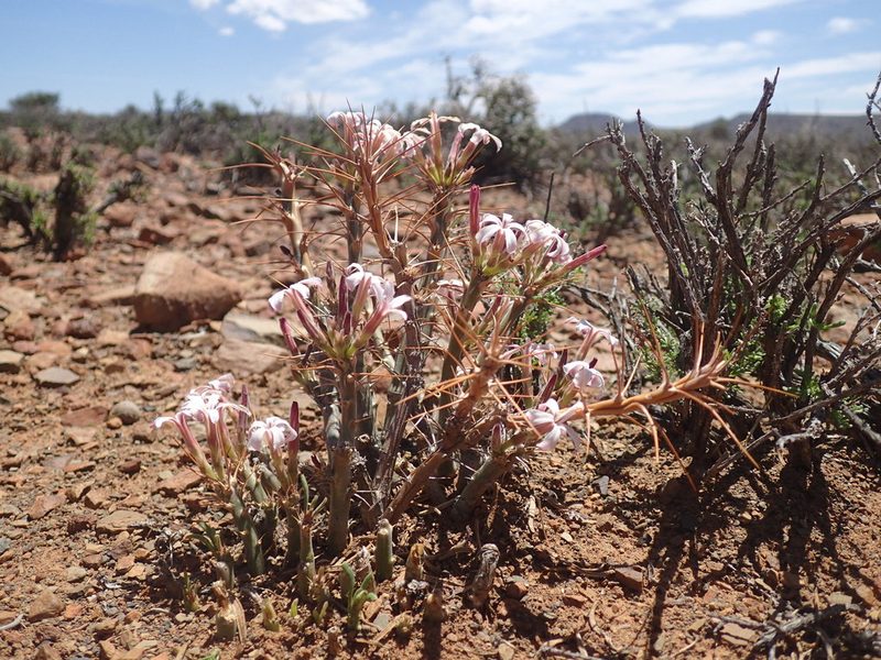 Pachypodium succulentum, photographed by Mahomed Desai