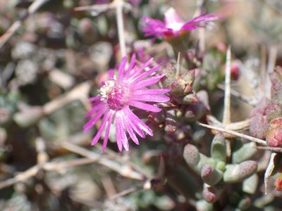 Ruschia intricata, photographed by Mahomed Desai