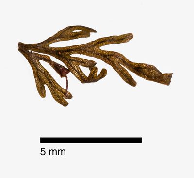 Abrodictyum caudatum, photographed by Peter de Lange