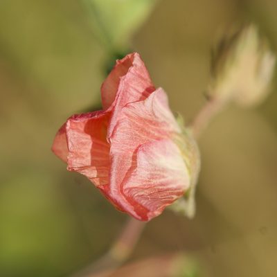 Gossypium klotzschianum, photographed by Bill Levine