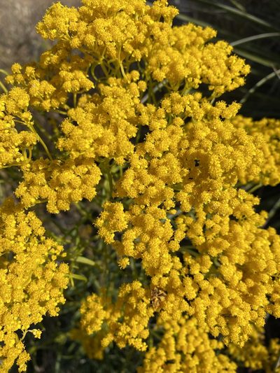 Sartwellia flaveriae, photographed by Bob Nieman