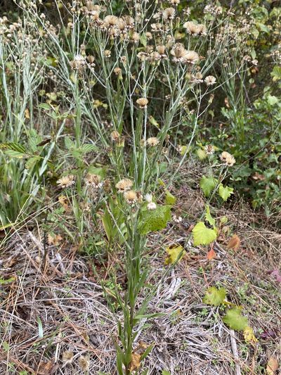 Pityopsis graminifolia, photographed by Zihao Wang